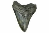 Fossil Megalodon Tooth - South Carolina #170579-1